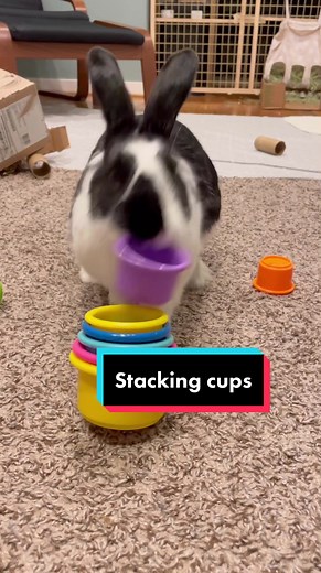 Rabbit Stacking Cups: Playtime Fun for Your Bunny