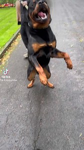 377K views · 4.4K reactions | Leash pulling Rottweiler fixed. #rottweiler #rottweilers #bigdog #workingdog #leashpulling #DogTrainer #looseleashwalking #fyp #viral | Big Dog Fellas | Facebook