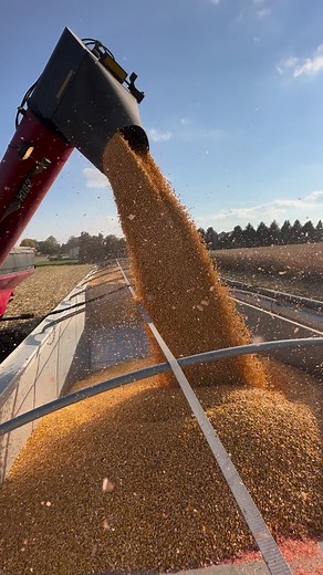 7.1K views · 284 reactions | Corn Corn Corn!! #farm #farming #farmlife #familyfarm #agriculture #reelsvideo #reelsfb #reels #tractor #caseih #johndeere #fun #combine #corn #beans #harvest #country #work #hardwork | Titman Farms | Facebook