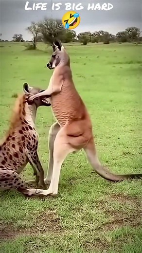 Life Is Big Hard🔥Fighting a kangaroo a Hyena #animalplanet #discovery #animals#africa #ytshorts