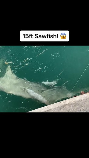 Massive 15ft Sawfish Encounter in Florida Waters