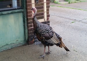 Mystery over the disappearance of Doug the Uptown turkey