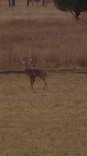 Where To Shoot Deer With A Gun | Hunting Tips #shorts #hunting #deerhunting