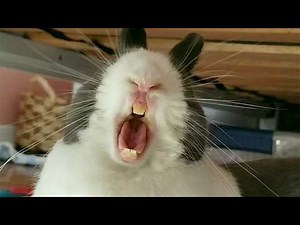 Woman Lets Rabbit Roam Free - What it Does Next is Incredible