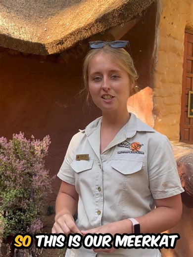Meerkat Munchies. Otter Treats. Owl Dinner Dash. Somewhere between those moments and 10 000 steps later, a full intern day comes to an end. This is a day in the life of Lisa, our intern from Switzerland, as she steps behind the scenes with Assistant Curator Jenna Lowe. The day moves from animal training to feeding Red-rumped Agoutis, across to the rehab aviary on our Private Reserve, and into the quiet care moments shared with some of our most loved animals. No two days ever feel the same. Not y