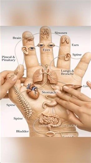Hand Reflex Zones: The Palm as a Neurological Map