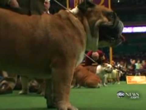 Health of Pedigree Dogs