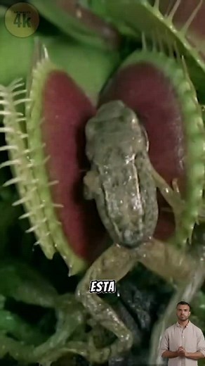Planta Carnívora: La Venus Atrapamoscas y Su Fascinante Método