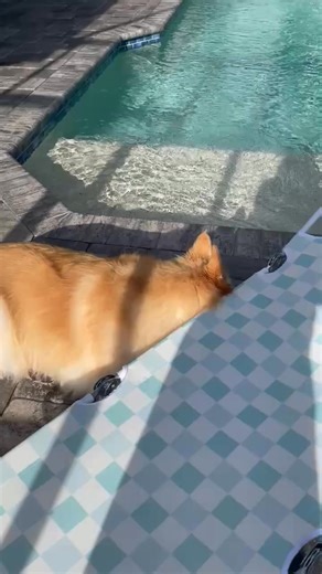 Max LOVES to sunbathe. So much that I had to get him doggie sunblock. He is loving his life in Florida! | Maureen Butler Carey