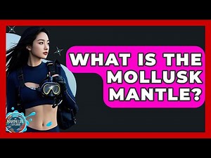 What Is The Mollusk Mantle? - The Marine Life Explorer