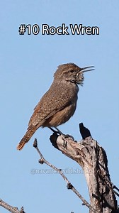 Which of these 10 desert bird sounds did you like the most? The Sonoran Desert is full of unique bird calls that instantly give me nostalgia when I hear them. I filmed most of these bird sounds in Saguaro National Park, Madera Canyon or other areas around Tucson, Arizona. There are many unique bird species there that mostly only live in Mexico or Central/South America. But the northernmost point of their range maps extends to southern Arizona, southern Texas, New Mexico and SoCal 🌵 #birdsounds 