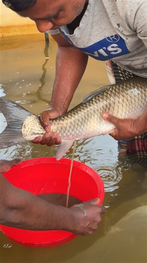 152K views · 393 reactions | Amazing Mrigel Fish Breeding System #reels | Extreme Fish World | Facebook