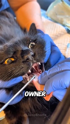 This Cat Swallowed Something Strange