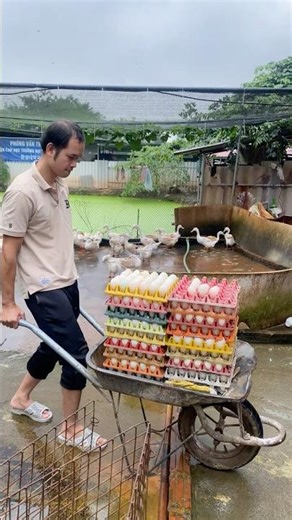 How to Raise Ducks: 3 steps to harvest eggs twice as fast with just a wheelbarrow #egg #shorts