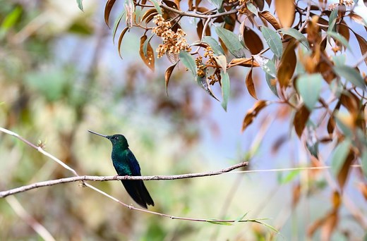 When Do Hummingbirds Leave Illinois? They Could Fly South Soon
