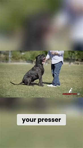 Top dog trainer reveals bloodline secrets for perfect obedience