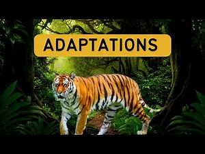What are Adaptations? | Physical Adaptations & Behavioural Adaptations
