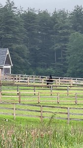 6.5K views · 248 reactions | MESSING WITH FRIESIANS Obe, Rinsje, and Zephie are used to Kim's grass whistle. But Vermeer has never heard it, and his reaction was so funny! He was confused, looking around for the source of the weird sound... is it another horse? No, it's just Kim and Blythe messing' with ya. | Bonterra Farms | Facebook