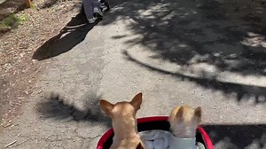 9.4K views · 488 reactions | Chug chug chugging along in the pram. PFT style. Snug Bug  Realising that with 3 legs, it’s a lot more fun being pushed around, than thinking you should be able to walk it. | "Paws for Thought" Rescue | Facebook