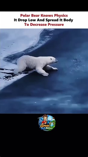 Ayu@cartoons on Instagram: "🐻‍❄️ Ever seen a polar bear turn into a physics professor? This absolute legend senses thin ice and instantly drops low, spreading its huge body like a fluffy snow pancake! Why? Pure science magic: Pressure = Force ÷ Area. By maximizing the contact area (that big belly + outstretched legs), it slashes the pressure on the fragile ice—turning a potential crack disaster into a smooth, safe slide. Standing on just four paws? Way too much pressure → ice breaks. Belly flop