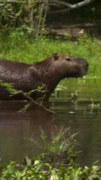 3 Minutes of Capybara Relaxation: Peaceful Nature from the Venezuelan Llanos - Capybara Wildlife