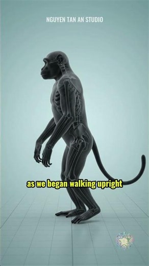 Human have a hidden tail #nguyentananstudio #scienceexplained #science #human #why