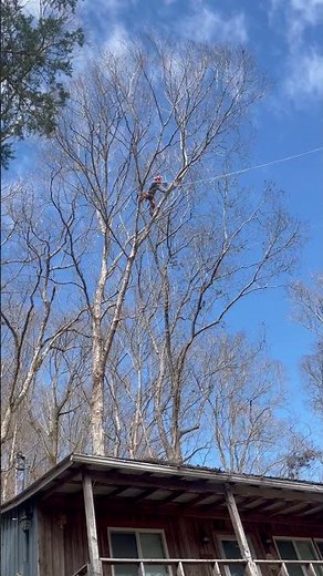 Zip line technique: How to remove branch over house using a zipline