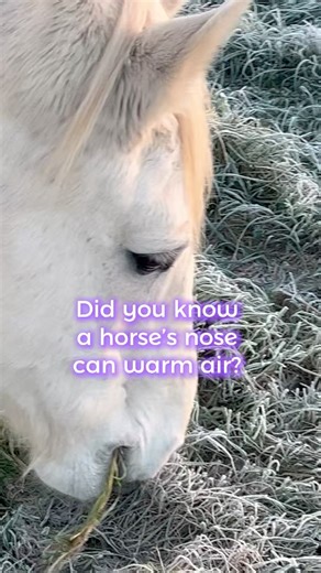Why Horses Can Graze in Frost | Equine Nasal Anatomy Explained #friendsforagefreedom