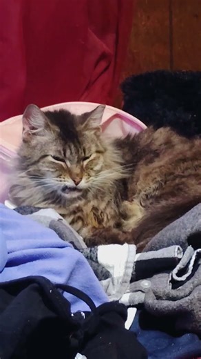 Is Edgy the Future of YouTube?(grumpy face)