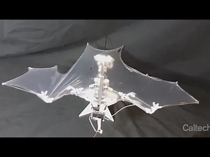 Scientists unveil revolutionary 'Bat Bot'