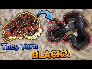 Baby Black Milksnakes Hatching (They Change Colors!)