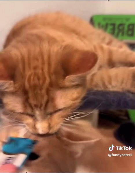 Funny Cat Compilation - Guaranteed Laughs!