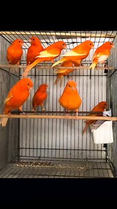 17K views · 595 reactions | Beautiful Canaries ❤❤❤❤❤ . . . . . #beautiful #birdslovers #Canary #canarylovers #birdsphotography #CanaryBird #Kanarienvogel #reelfbシ #canary #kanarienvogel #bird #WildBirds #reel #BirdWatching #BirdsOfAFeather #Songbirds #color #Kanarienvögel #CanaryBirdCommunity #birds #BirdLovers #fbreels #CanaryBirdCareTips #CanaryKeepers #canarycare #CanaryBirdFans #YellowCanary #fbreelsviral | Canary birds Kanarienvögel | Facebook