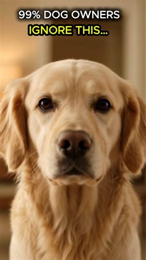 Your Dog Is Trying to Warn You 😳 Don’t Ignore These Signs