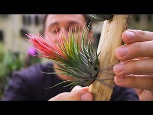 Tillandsia scaposa - Tillandsien Pflege leicht gemacht!