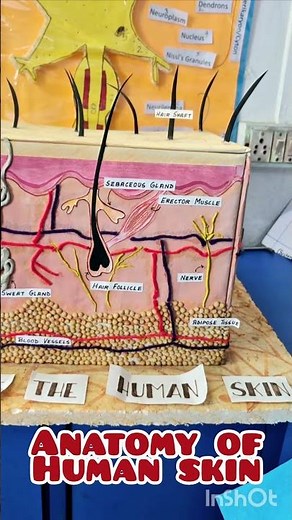 anatomy of human skin model #project #science #education ##exhibition #activity #anatomymodel