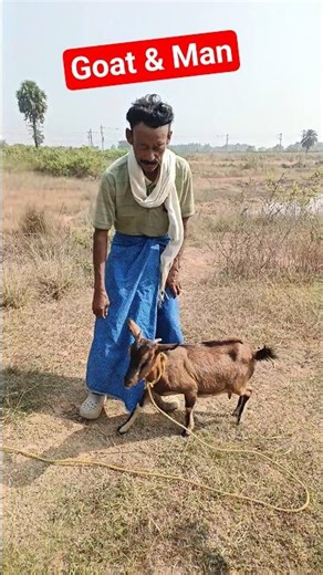 Goat And Man || Desi Jeev Jantu || #goat #human #shorts
