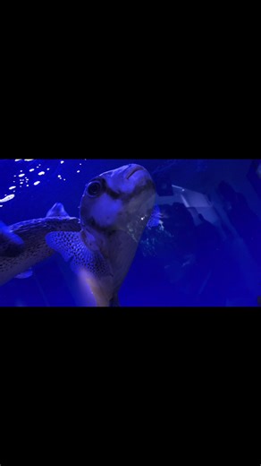 仙台うみの杜水族館での一人旅の魅力