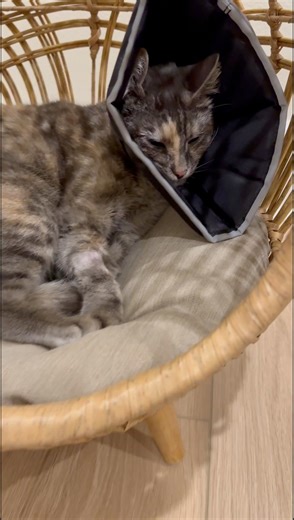 68K views · 3K reactions | Part two of getting her spayed | Dontstopmeowing | Facebook