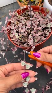 265K views · 4.4K reactions | Propagating variegated string of hearts @jacquelinehomegarden #succulentobsession #reels #propagation #propagate #plantsplantsplants #plantaholic #plantaholic | Succulent Journal | Facebook