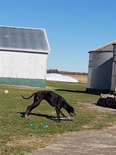 Happy Monday AND Marine Corps birthday to Zeke's dad- @VertZ! We love you! 🇺🇸❤️🤍💙🇺🇸 #zekethegreatdane #servicedog #skateboardingdog #greatdanesoftiktok #dogsoftiktok