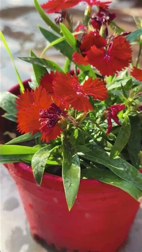 how to care of dianthus winter flowers