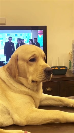 Hilarious Labrador Puppy - Funniest Moments Caught on Camera!