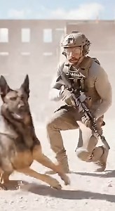 This is the True Power of the German Shepherd! 🐾🎖️ When a Military Working Dog (MWD) is in the field, he is not just a companion, but an advanced weapon. Watch the perfect synchronization of this magnificent German Shepherd with his handler—every maneuver, every pace, every moment is executed with a single will. They operate as one unit: a shield, a sensor, and a fearless partner who never backs down. This speed and precision make the difference between victory and survival in the combat zone.