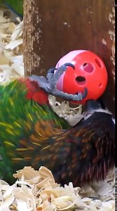 73K views · 4.1K reactions | Oriental magpie robin (Copsychus saularis) | BIRDS & Nature | Facebook