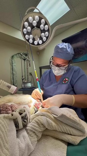 Brutus' Tumor Removal Surgery at The Turtle Hospital
