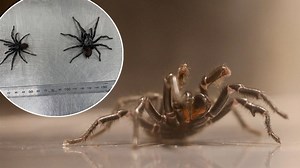 Deadly funnel-web spider found that's double the size of normal killer species