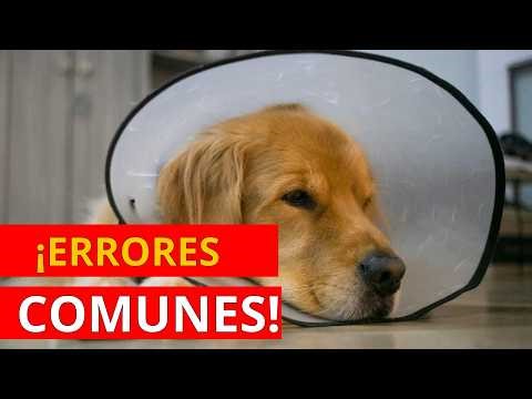 5 Errores que Enferman a tu Perro Sin que lo Notes