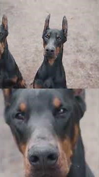 Unleash Your Doberman's Inner Pack Leader! Training Tips #shorts