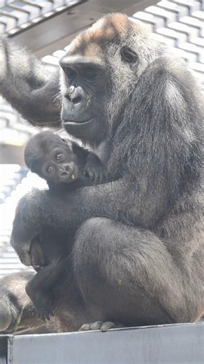 Baby gorilla SANTARO with his mother GENKI 🦍 Kyoto City Zoo